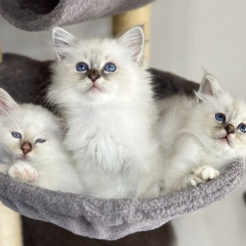 chaton Sacré de Birmanie blue point Wanka Les Joyaux des Landes